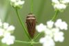 Aphrodes (bicinctus-makarovi)
